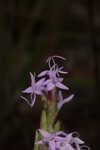 Chapman's blazing star